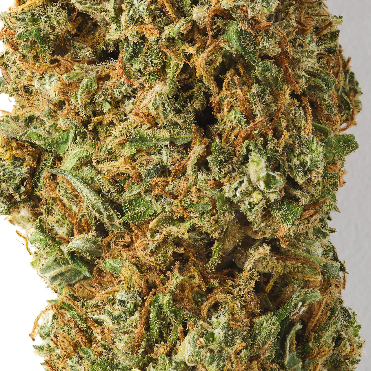 Mango | CBD Flower | Glasshouse + Light Support | CBD Black | 15% CBD