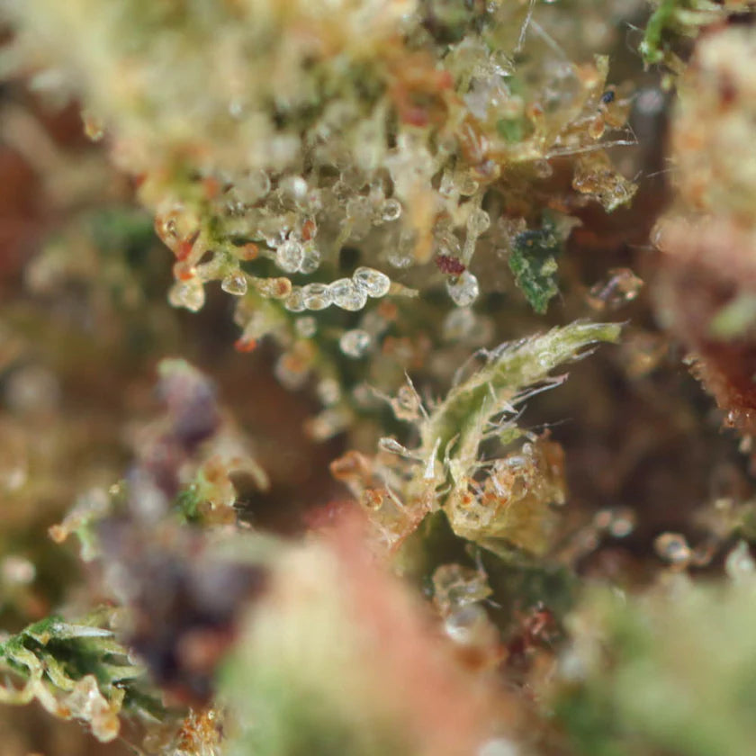 Strawberry Haze | CBD Flowers | Easy Weed | Buds | 17% CBD